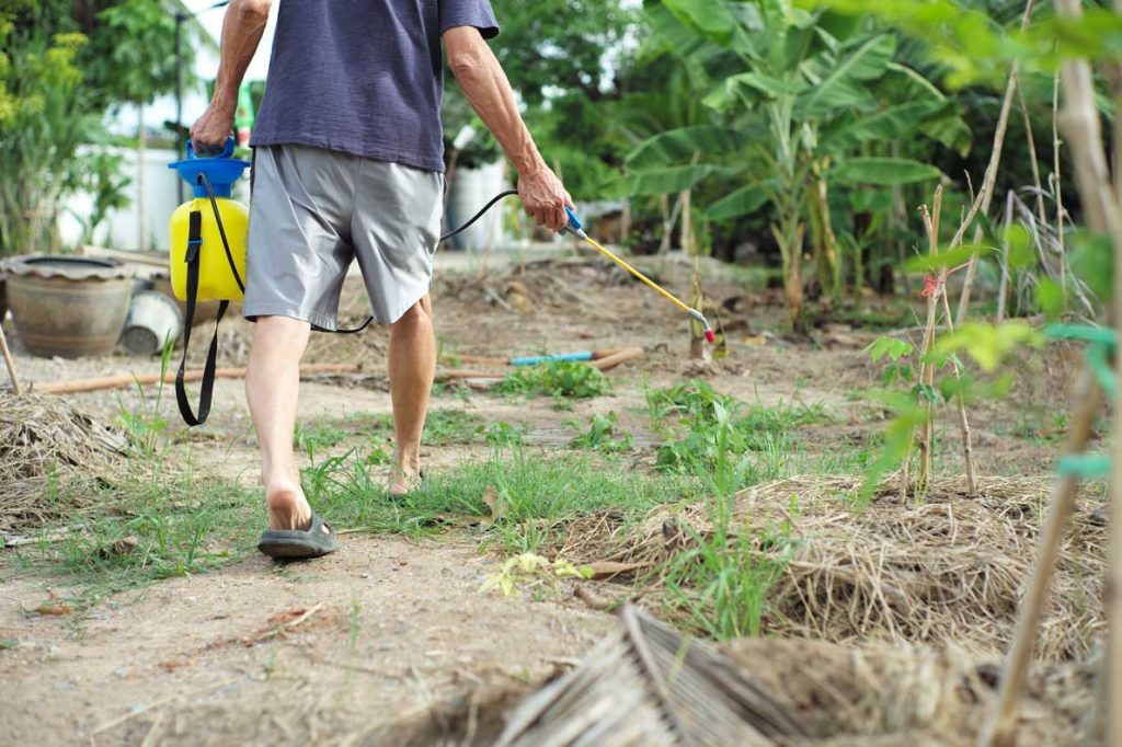 rear view of male gardener in casual dress spraying