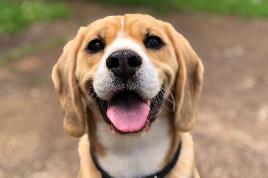 dog in backyard pet friendly pest control