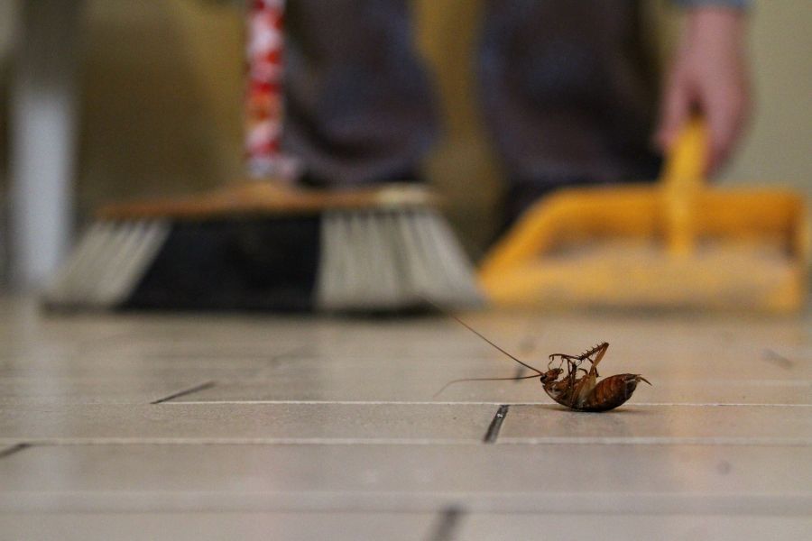 What Now? How to Sanitize After a Baby Cockroach Infestation