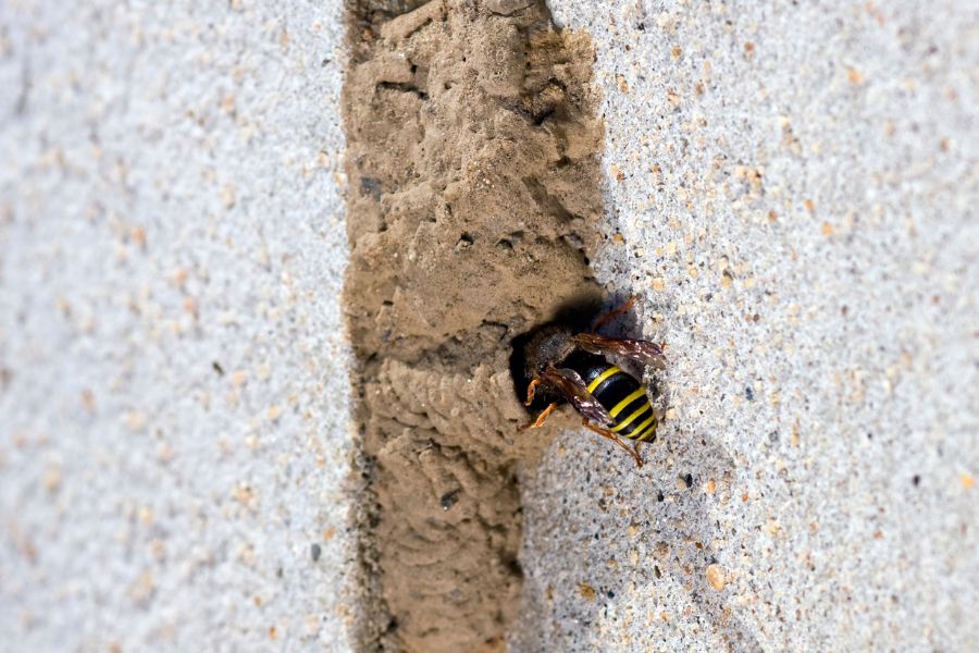 Identifying a Wasp Nest