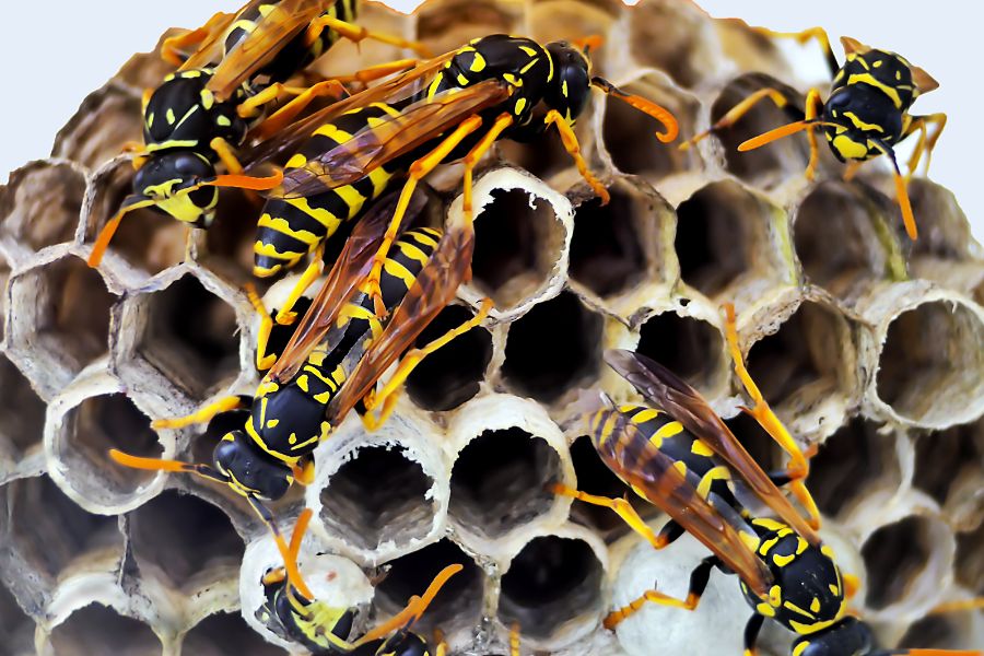 The Buzzkill You Didn't Know You Needed: Wasp Exterminator in Henderson