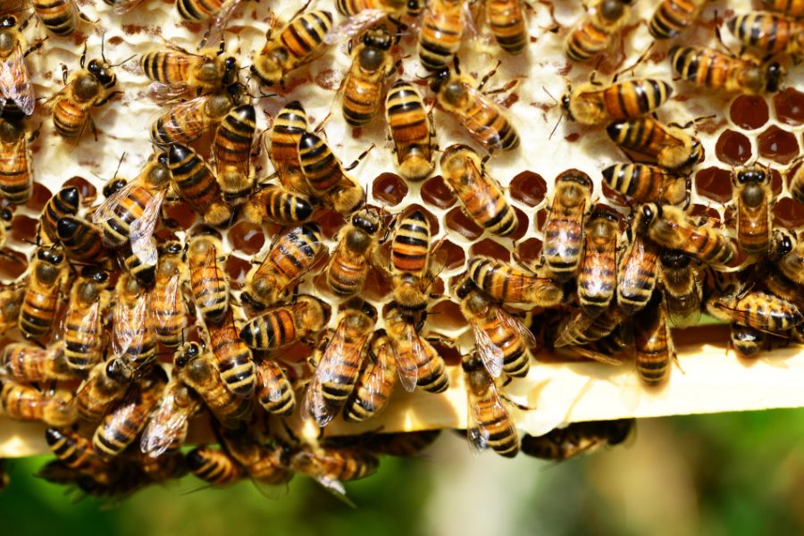 Safe & Local Bee Removal for Your Property