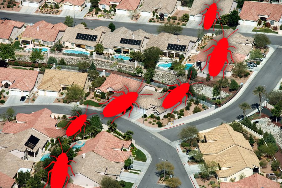 What’s Bugging Henderson? Top 5 Most Common Pests in the Valley