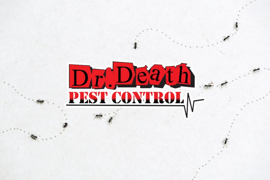 indoor ant repellents local pest control
