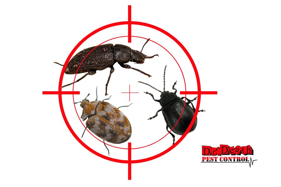 The Secret Lives of House Beetles