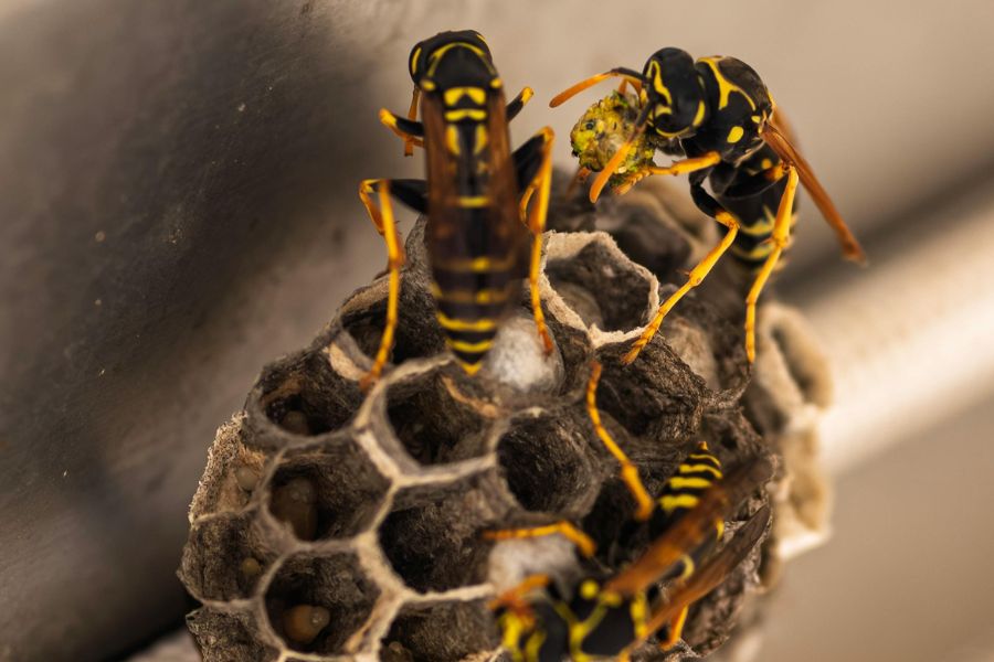 When to Remove a Wasp Nest Yourself Versus When to Call the Pros