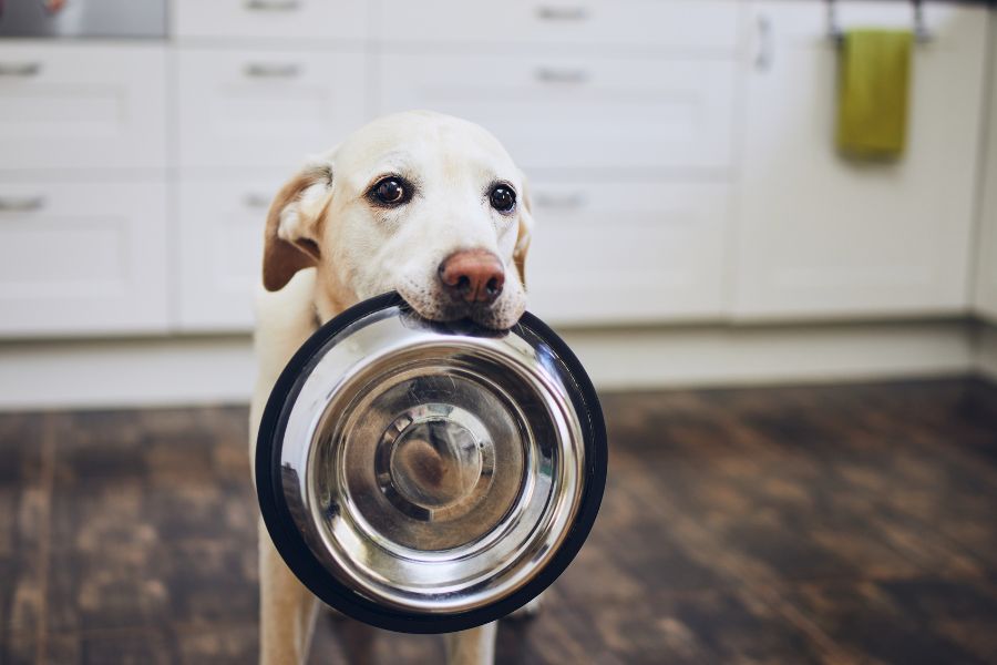 The Truth About Pet-Safe Insecticides: What You Need to Know