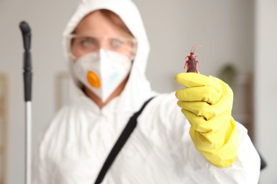 Pest Control for Apartments: What Henderson Property Owners Need to Know