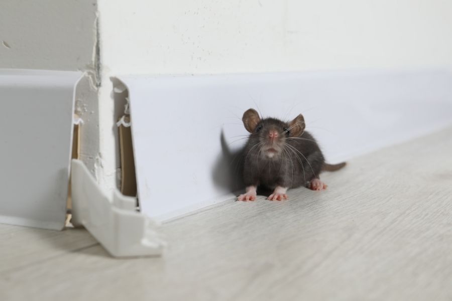 Ignoring Pest Control? Why Early Intervention Saves You Money