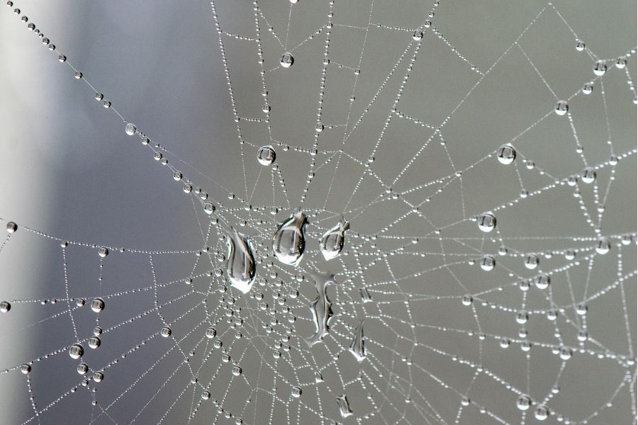 What Rainy Weather in Henderson Really Does to Local Pests