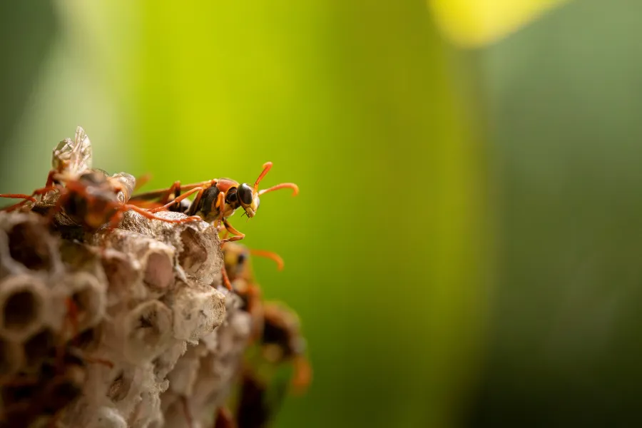 bee vs wasp what is the difference in henderson