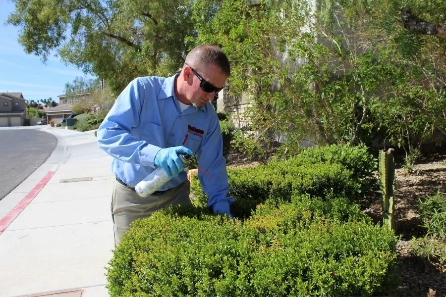 how-often-should-you get pest control in henderson nv