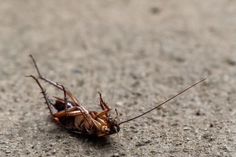 cockroach prevention henderson nv
