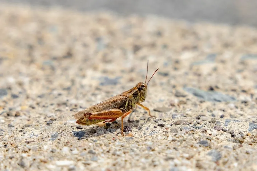 crickets in my house vegas