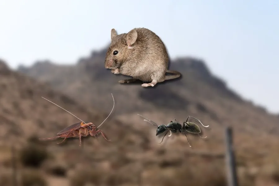 winter pests henderson boulder city nevada